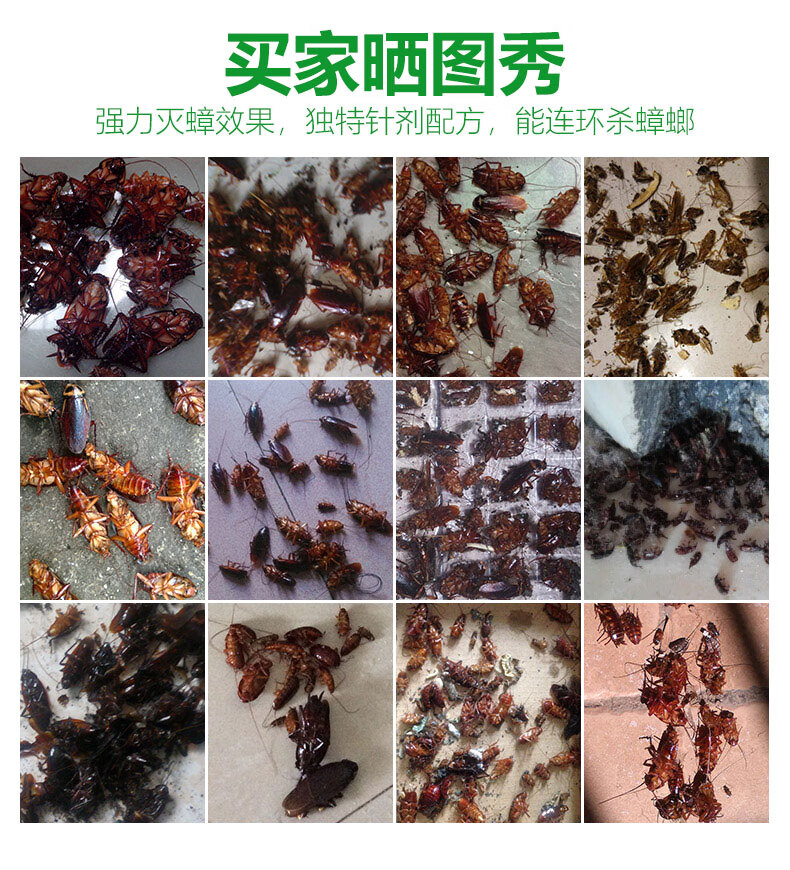 贝利斯6号澳俊长青贝利斯绿盒蟑螂药宅居卫一窝端胶饵家用神器灭蟑螂