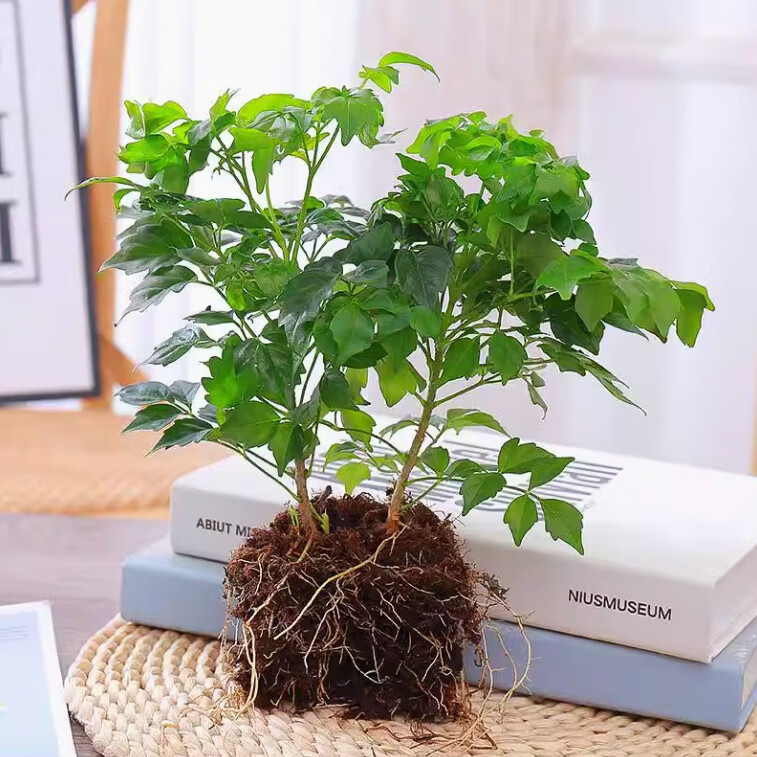 果味棠幸福树盆栽室内摆放绿植客厅办公室内外四季常青植物 幸福树