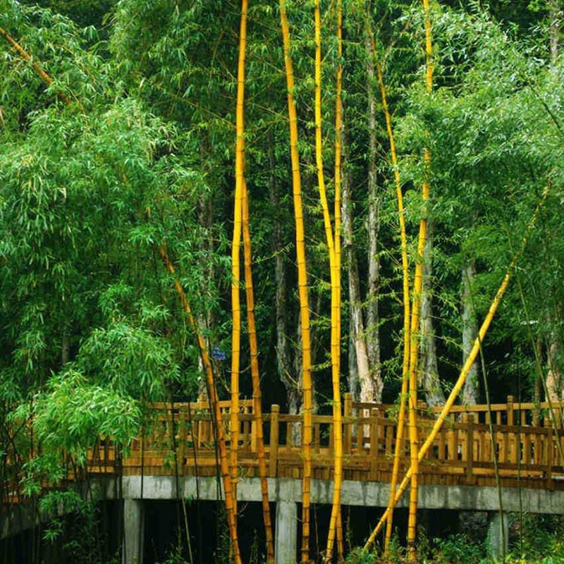盆栽紫竹苗觀(guān)賞竹子苗庭院圍墻觀(guān)賞植物綠化苗庭院竹子苗庭院綠籬盆栽紫竹樹(shù)苗 紫竹苗1CM粗5棵 黃金竹3CM粗5棵（豐根易成活）