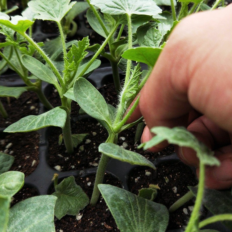 北蔬 西瓜苗子大全带土幼苗8424水果秧苗盆栽 【8-16kg】懒汉西瓜苗