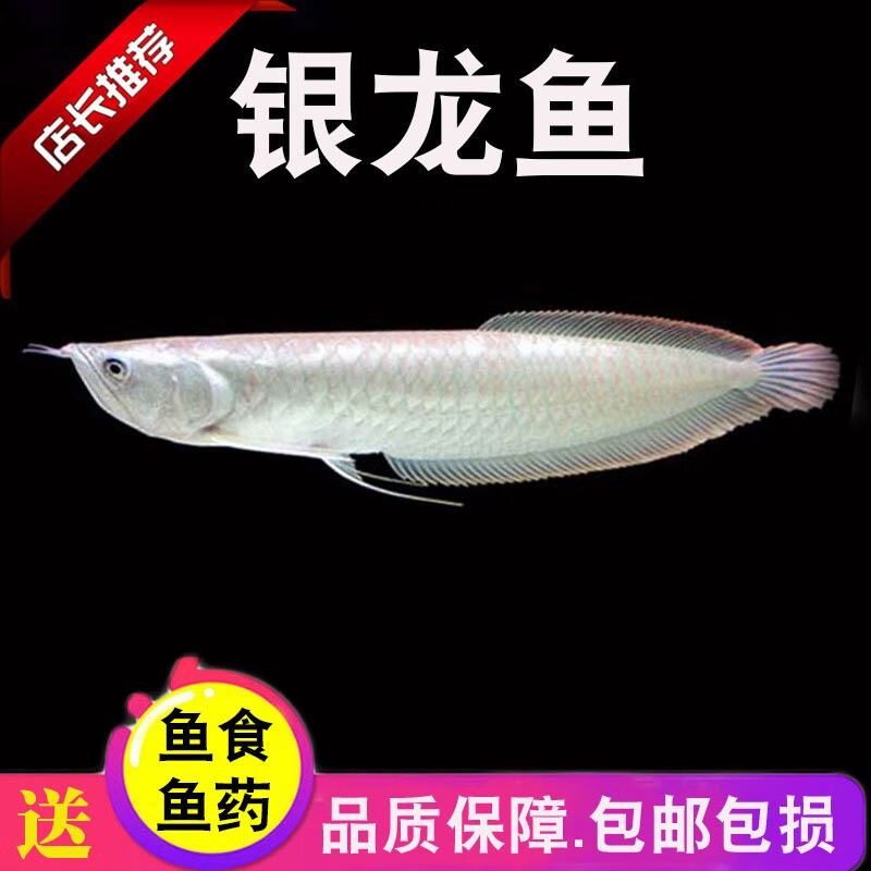银龙鱼活体大中型热带观赏鱼鱼缸宠物淡水风水鱼发财鱼金龙鱼 14-16cm银龙1条