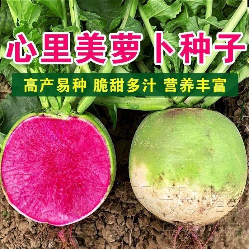 卡纸2包约1000粒 满堂红萝卜