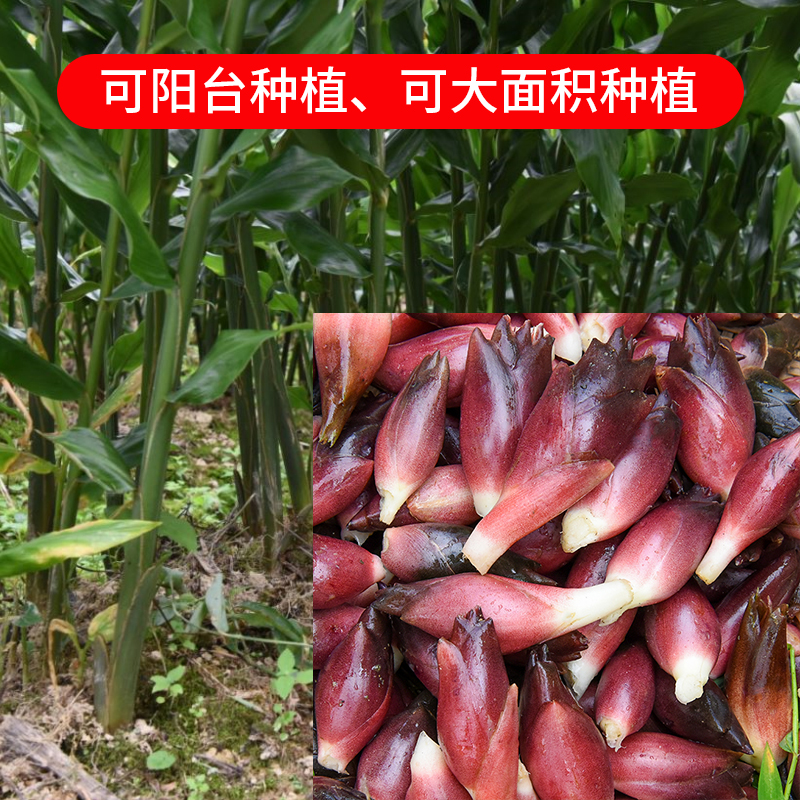 阳荷姜种苗阳荷姜种根洋荷姜种苗洋河种苗阳荷种根阳荷种苗 500g
