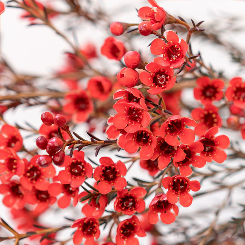 红色腊梅一扎 不含花瓶
