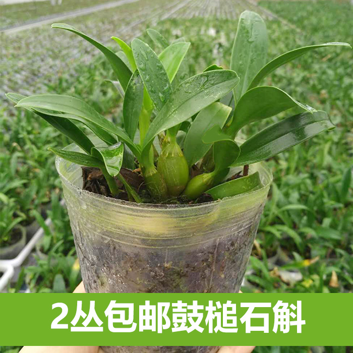 鼓槌石斛苗精致云南小鼓槌麝香石斛盆栽石斛兰可食用石斛苗卡特兰 3-7