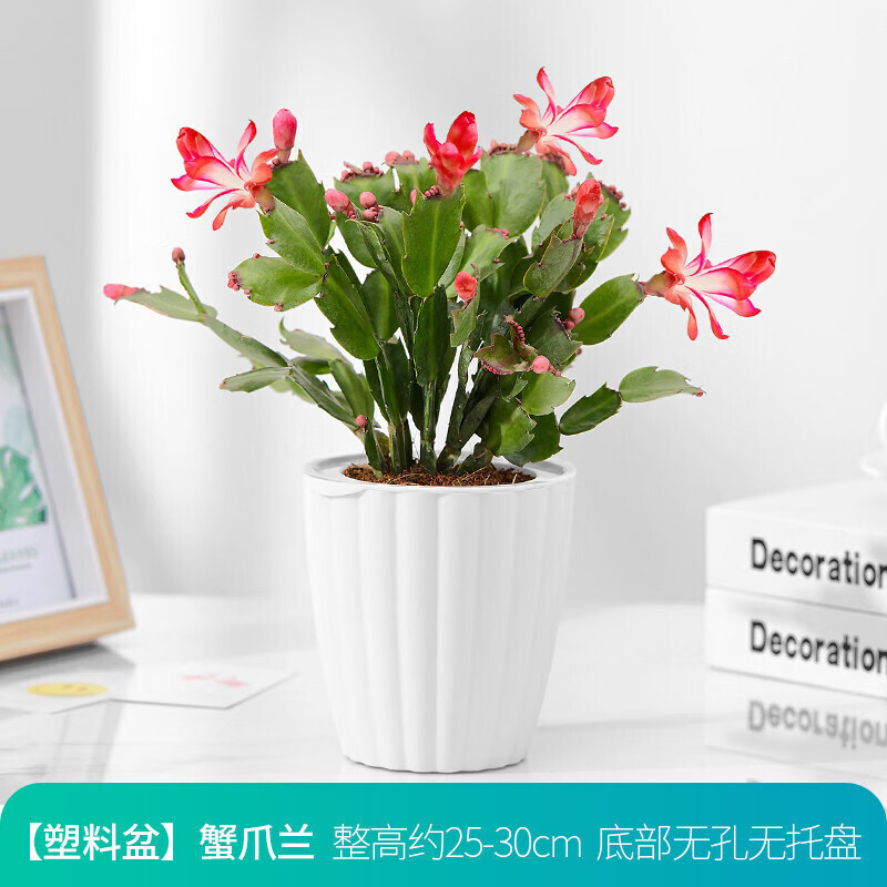 千惠美适用于蟹爪兰花卉盆栽阳台观花植物室内花蟹爪兰带花苞水培四季
