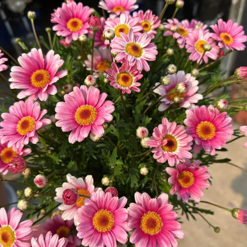 玛格丽特糖果色【1加仑】 不含盆