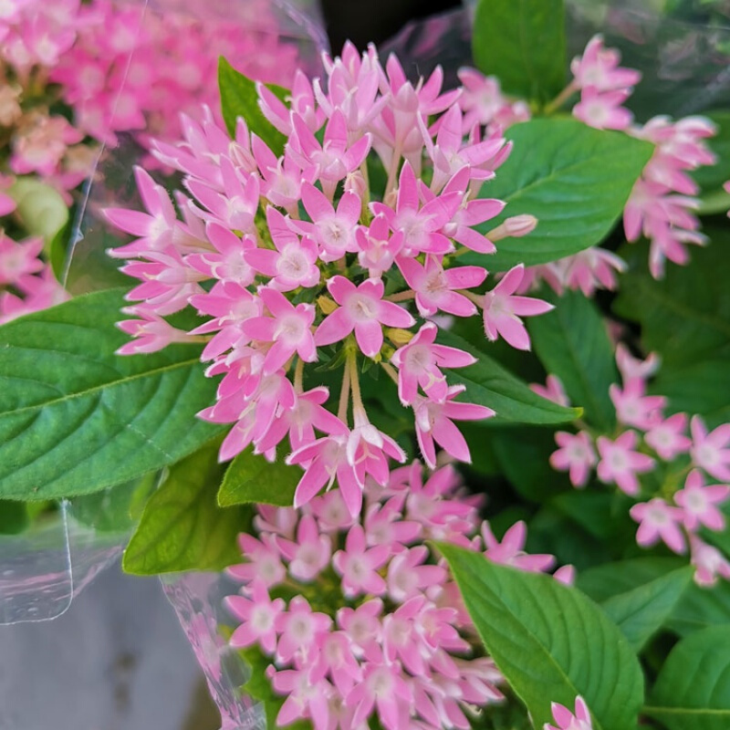 繁星花盆栽五星花阳台花园植物带花苞四季花卉耐热花园造景小花苗