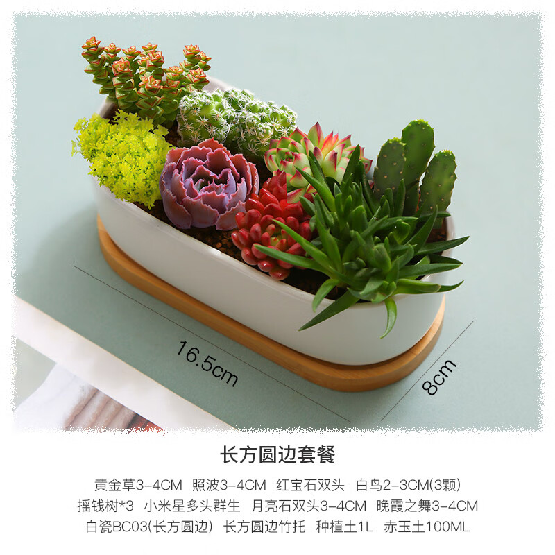 多肉植物查这个商品的价格走势|多肉植物价格历史