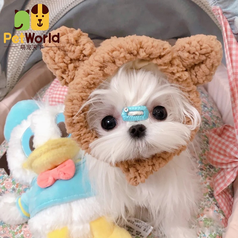 哼嘟(humdu)【30天健康保障】马尔济斯犬幼犬纯种长不大的茶杯犬马尔