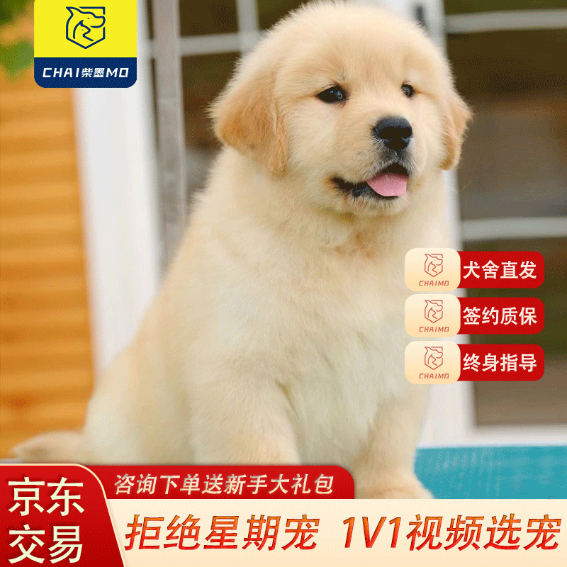 柴墨精品金毛幼犬狗狗活体高智商大型寻回犬宠物小狗崽活物 宠物级