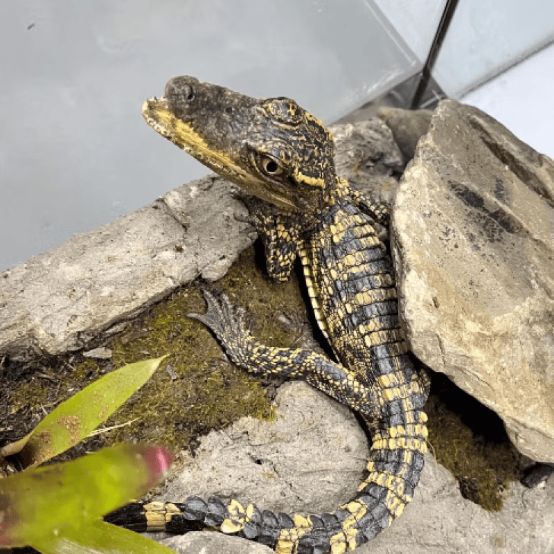 宠物小鳄幼崽鱼网红宠物鳄龟人工养殖泰鳄养殖包活到家 30厘米左右
