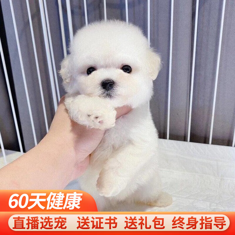 比熊犬幼犬活体幼犬纯种宠物狗狗比熊犬活体小型犬活体小型比 宠物级a