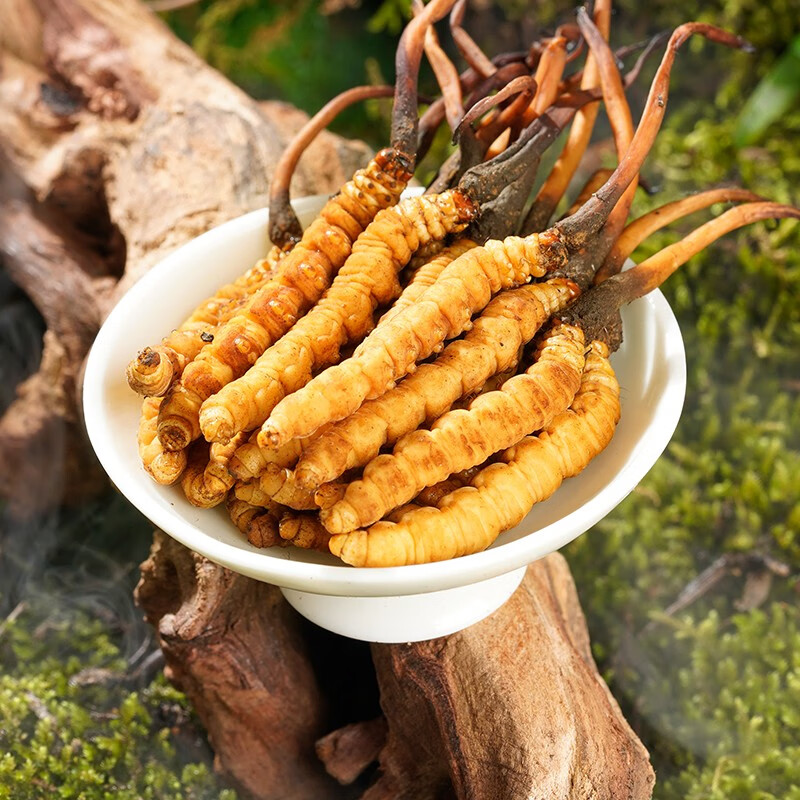 【2023新鲜冬虫夏草】圣迪康藏 冬虫夏草 正宗新鲜虫草滋补送礼自用高