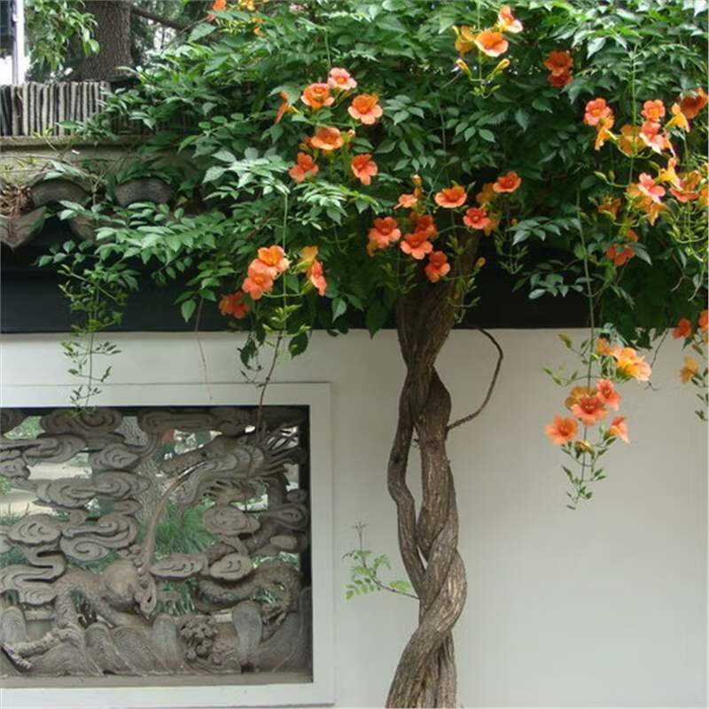 枫麦萱凌霄花苗爬藤优质北方耐寒户外室外花卉大型植物四季易活花坛