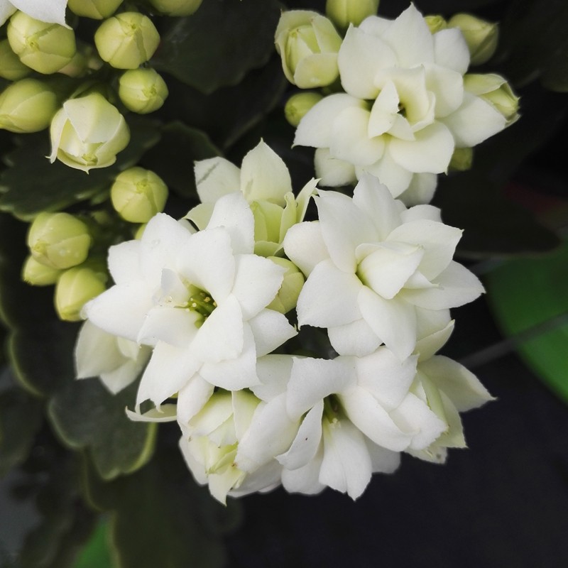 白色长寿花带花 不含盆