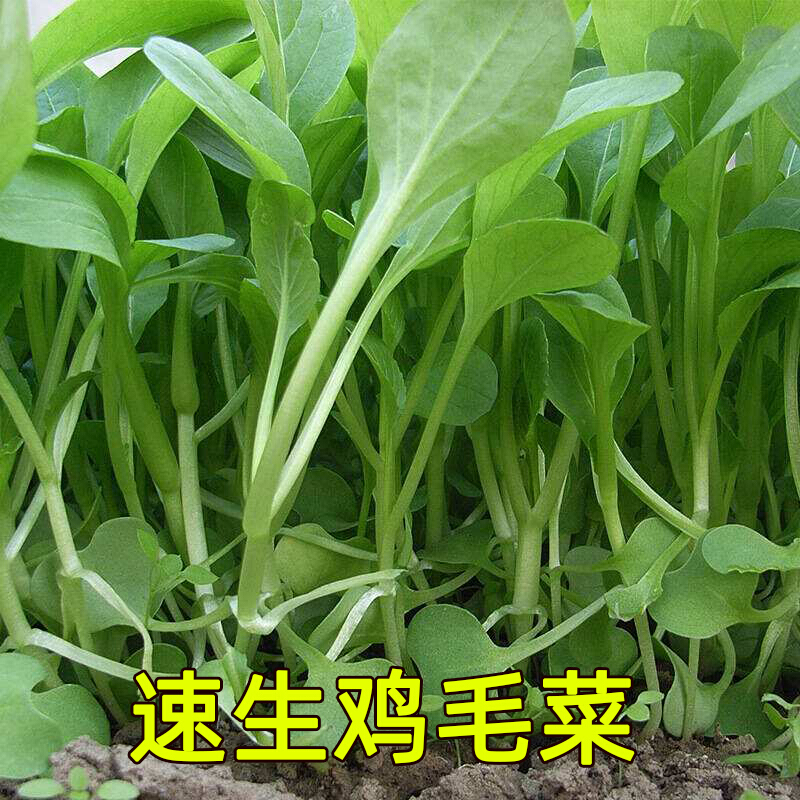 周金祥 鸡毛菜种子种籽四季小白菜青菜油菜上海青18天阳台盆栽蔬菜蔬