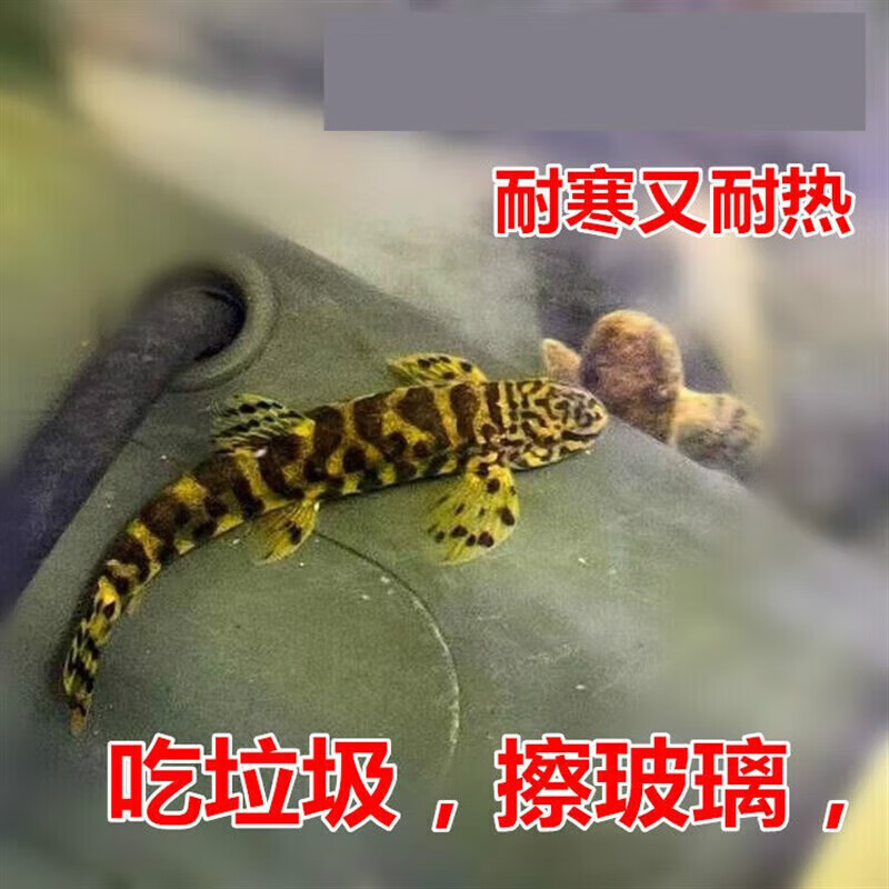 墨一冷水 清洁鱼 工具鱼琵琶语樱口鳅 原缨口鳅 2条(5-7cm)