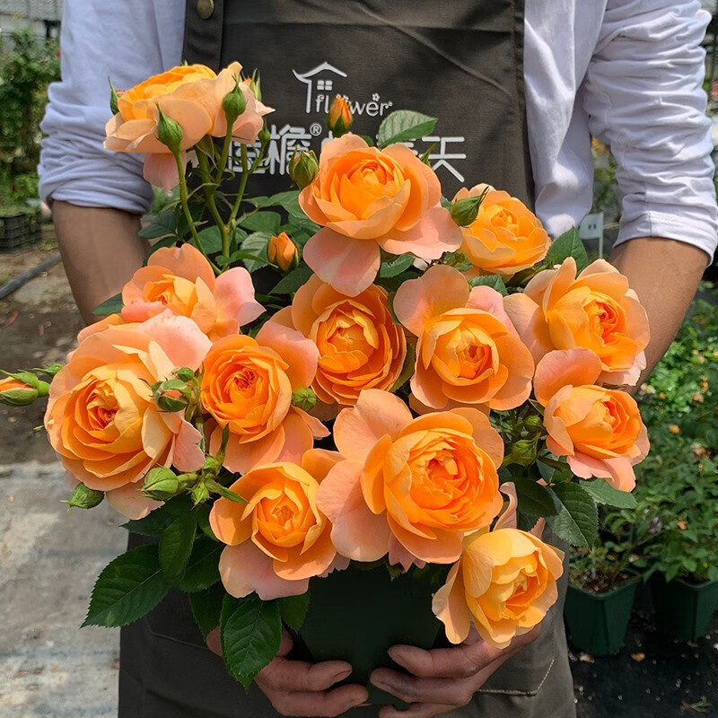 姒桀树桩月季苗特大花蔷薇花苗爬藤特大花卉盆栽地载庭院爬墙月季 佛