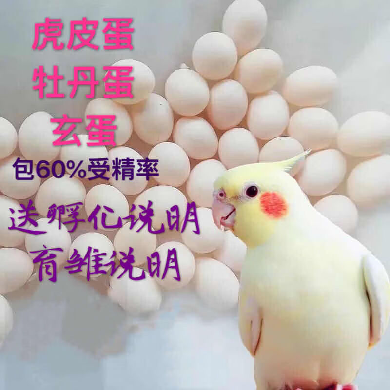 kjhgf鸟宠物蛋玄凤鹦鹉种蛋 虎皮鹦鹉受精蛋受精卵鸟蛋种蛋可人工孵化