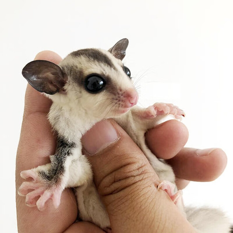 易萌 蜜袋鼯活宠小飞鼠宠物密袋鼠幼崽蜜袋鼬异宠活物宠物鼠活体 原色