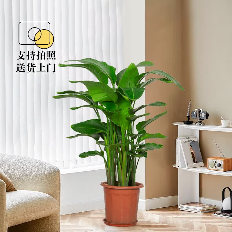 花兮绘天堂鸟大植物网红直播大盆栽 天堂鸟6-7株1.4-1.5米原生胶盆怎么样,好用不?