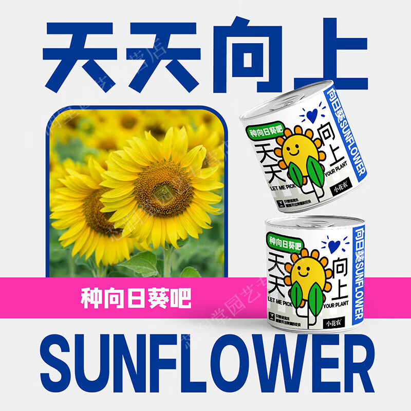 儿童种植小盆栽办公室绿植神奇植物室内迷你情绪盲盒 天天向上-向日葵