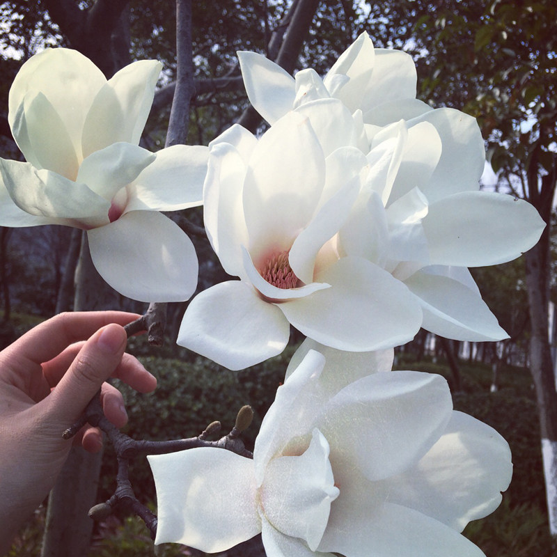 惜林园玉兰花树苗盆栽室外庭院植物大花黄玉兰紫玉兰白玉兰四季耐寒