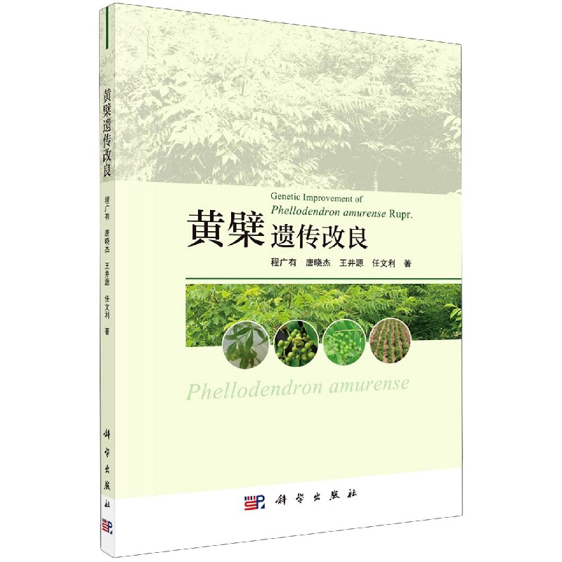 黄檗遗传改良