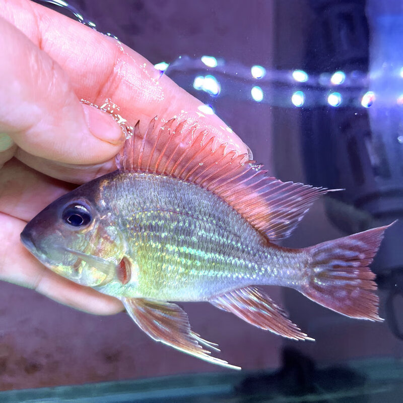 凤凰鱼活体关刀鱼红龙鱼混养配鱼热带水族观赏鱼宠物活体鱼 普通元宝