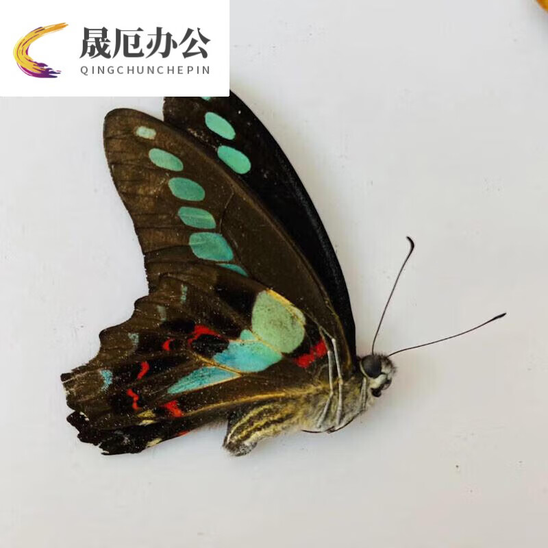 蝴蝶标本昆虫原蝶真蝴蝶标本未展翅三角包装科普教具手工diy材料 青