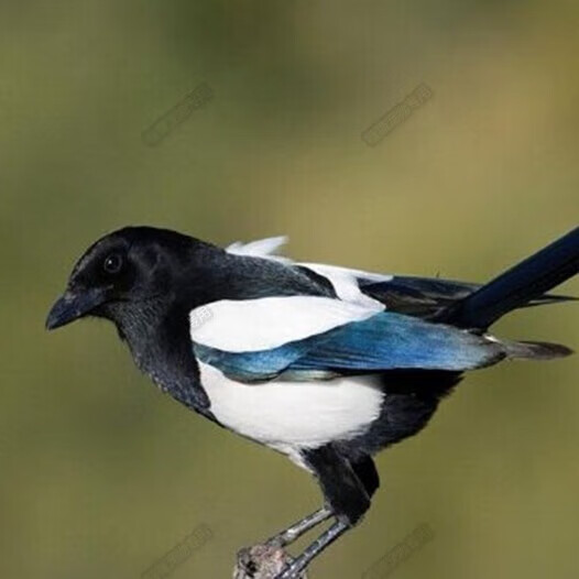 宠物手养喜鹊活体幼崽鸟宠活鸟家养雏鸟活物幼体亲人幼鸟客鹊 一只