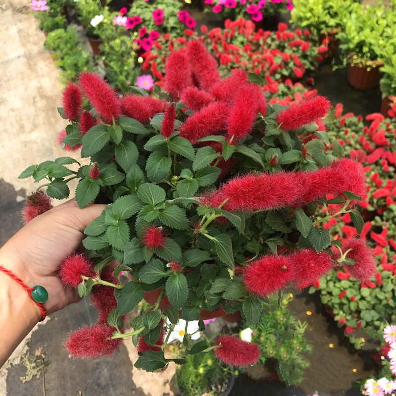 红樱吊兰 耐热耐晒 岁岁红盆栽 红穗铁苋菜 垂吊狗尾红花期长 岁岁红
