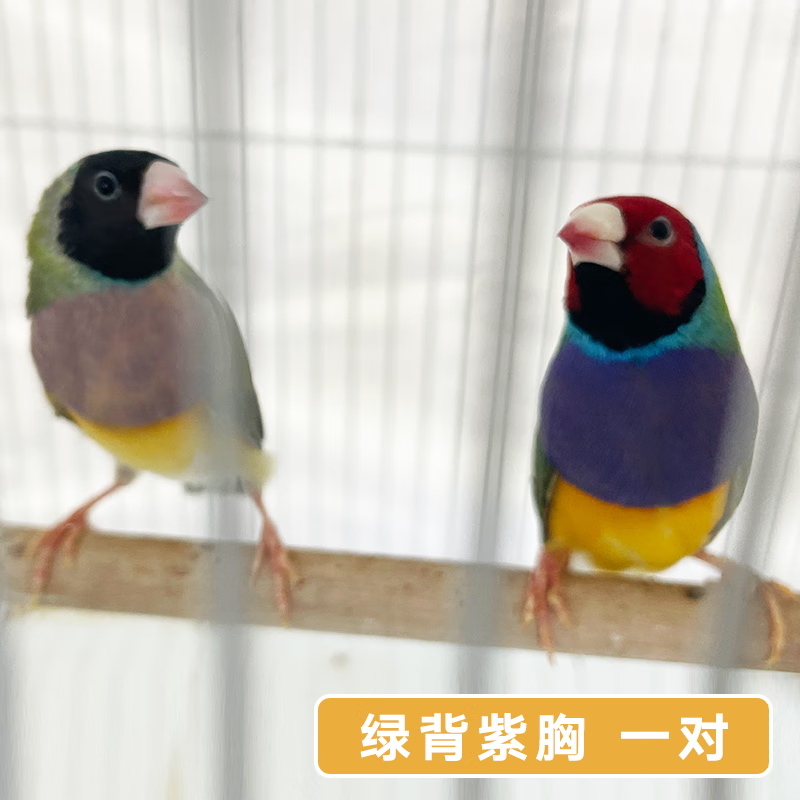 秋颖七彩鸟活鸟手养文雀鸟类迷你鸟观赏鸟活物 红色