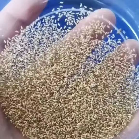 金蝉种子苗幼虫幼知了猴金蝉卵金蝉知了猴种爬叉种野生金蝉苗幼苗