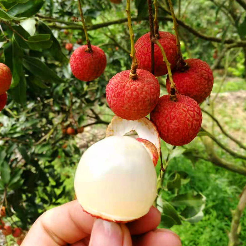 原土荔枝树苗嫁接荔枝苗妃子笑无核桂味苗庭院阳台盆栽果树苗南方北方