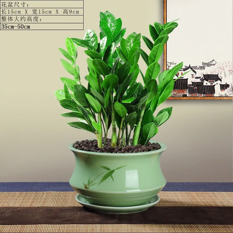 绿植办公桌室内客厅书房观赏盆栽耐干好养植物 金钱树 梅青617 托盘