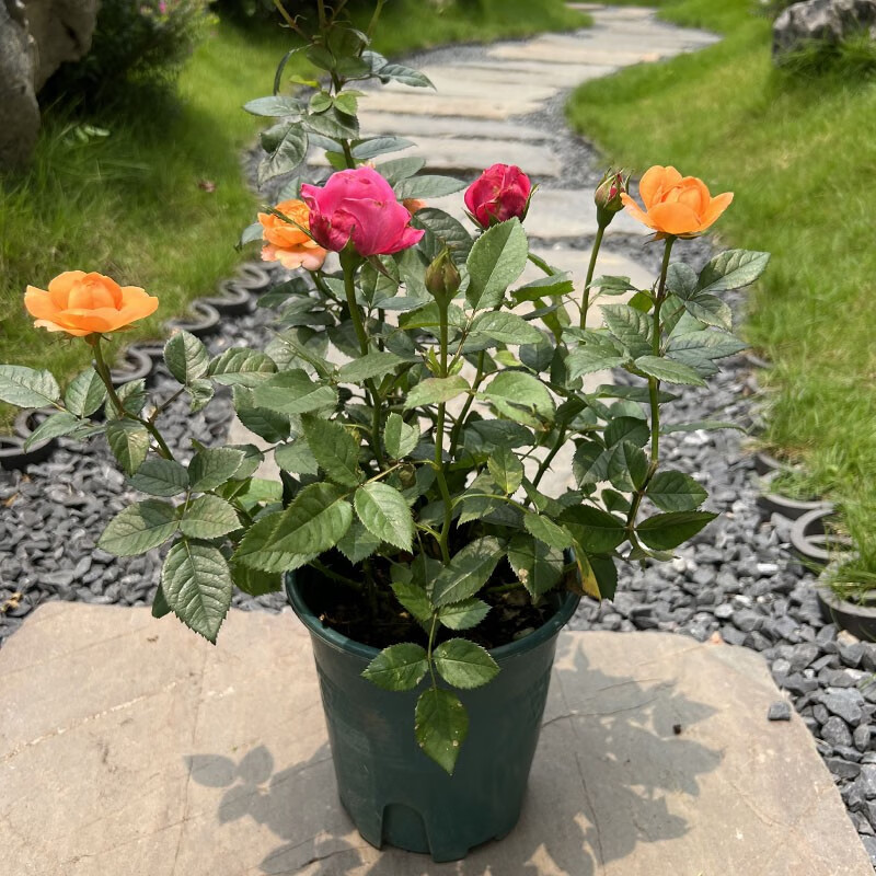 绿韵花田【两小时达】月季盆栽客厅绿植办公室内阳台庭院带花苞植物