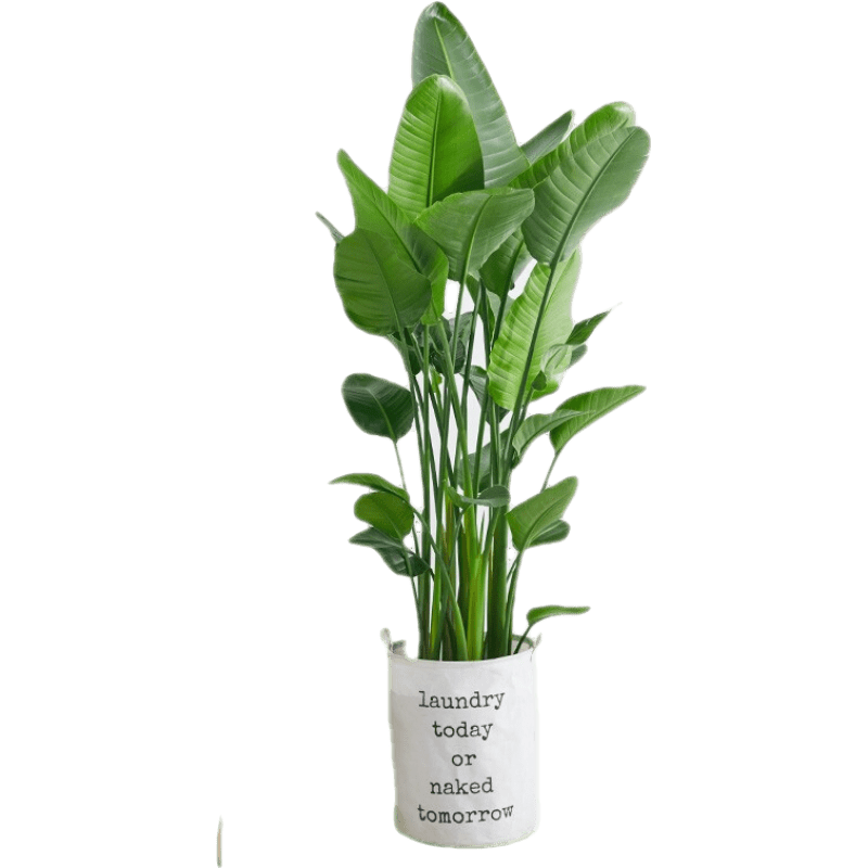 在家打造绿色清新氧吧,推荐【艺植艺品】的大型绿植