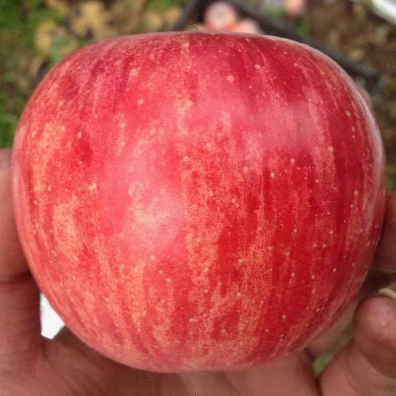 鹏翔宇【顺丰包邮】正宗山西临猗红富士苹果脆甜冰糖心苹果新鲜生鲜水果 正宗山西临猗红富士苹果【产地直发】 净重8.5-9斤【12-15枚】商超特大果