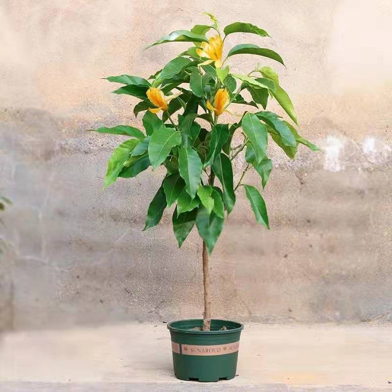 秋芊卉精品白兰花盆栽花卉 十里飘香黄兰花盆栽木兰花苗室内外 黄兰6