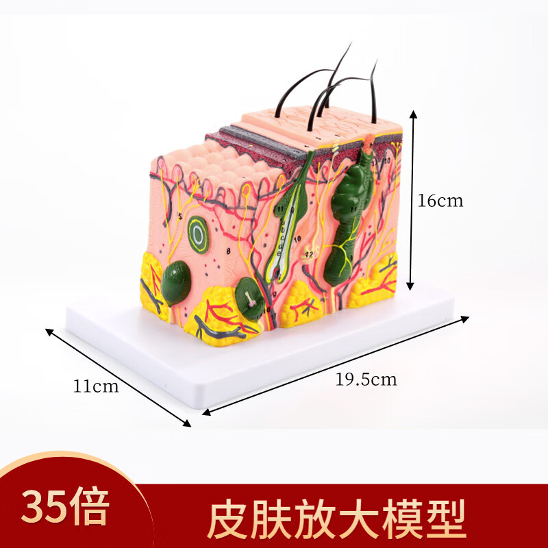 立体皮肤组织结构放大模型层次人体构造分层解剖模具美容整形毛发 35