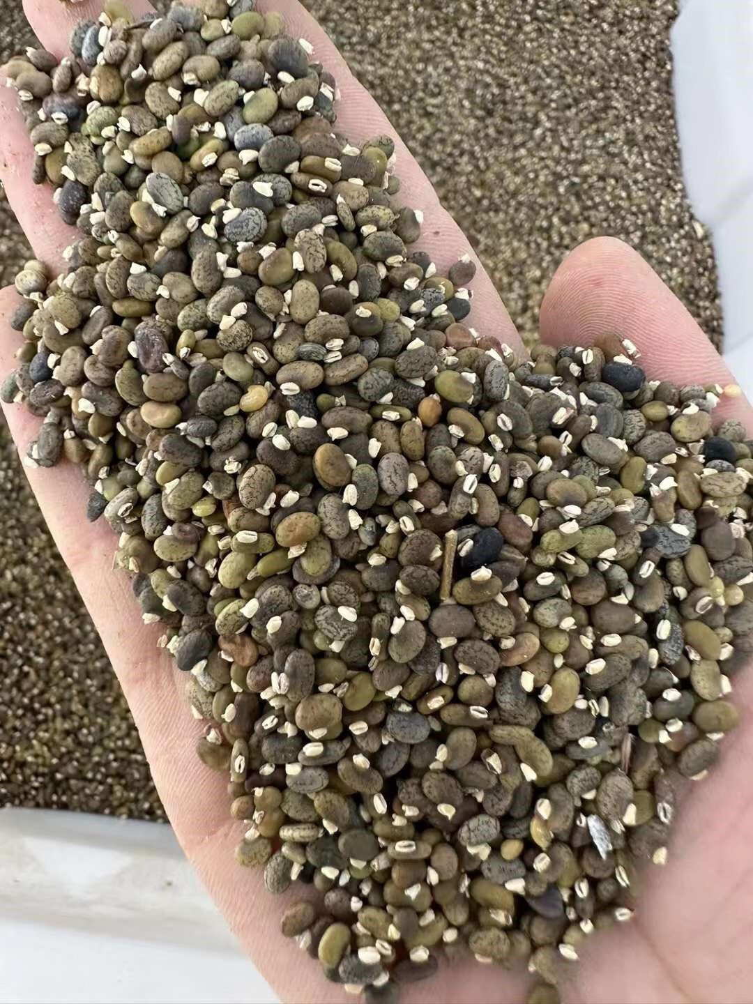 芗苒山毛豆种子绿化护坡固土种籽籽 山毛豆种子一斤