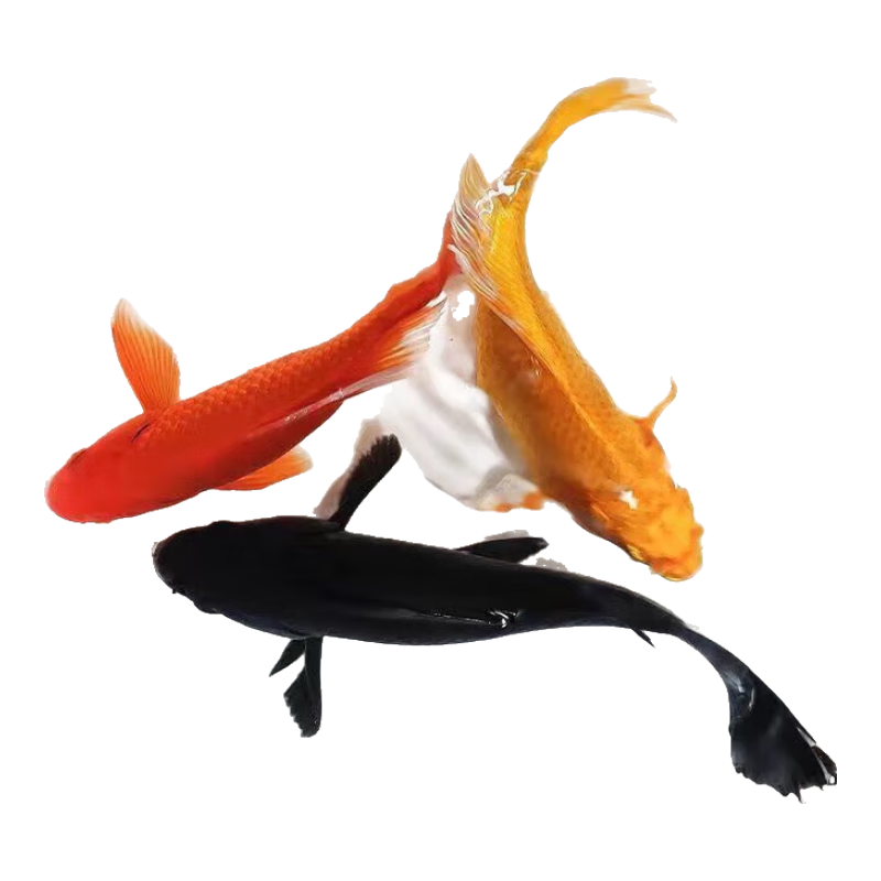 �й��� ��������� С�ͺ��� �����㴿�� 6-8CM �ڰ׻ƺ��һ�� 6.82Ԫ