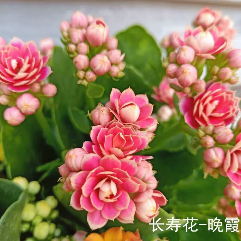 【精选】【带花苞】进口重瓣长寿花盆栽花苗花卉观花