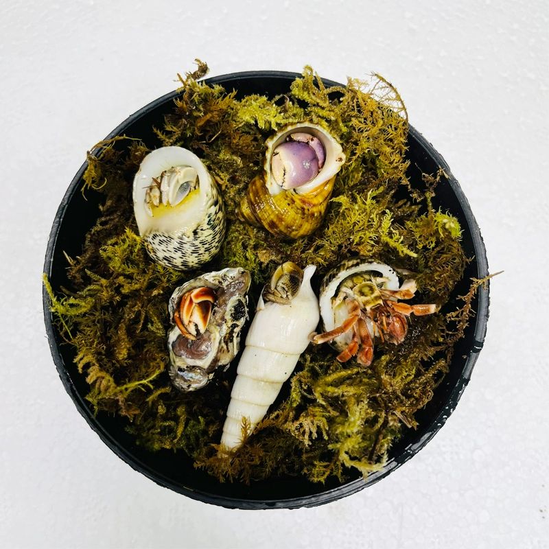 泽驭名宠陆生寄居蟹灰白宠物蟹迷你可爱小萌宠红黑莓观赏蟹类活体包活