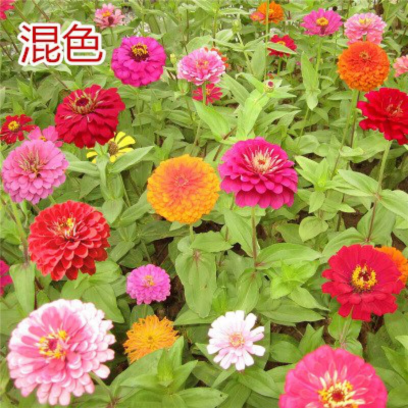 虹毅 户外花草花种籽百日草四季易活室外花子庭院花籽路边植物草花