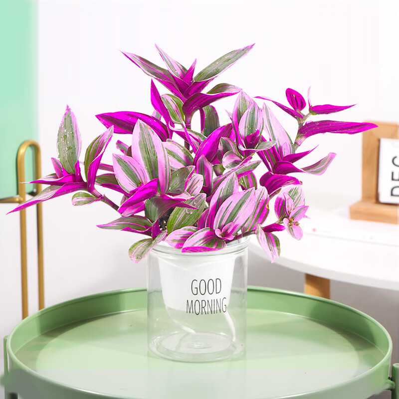 �ͻ������������ֲ�ﻨ��ֲ�����ڻ����Զ���ˮ����ֲ��̨��¶�� �ͻ�����(5-8�ţ�+�簲��ˮ��+�� ����