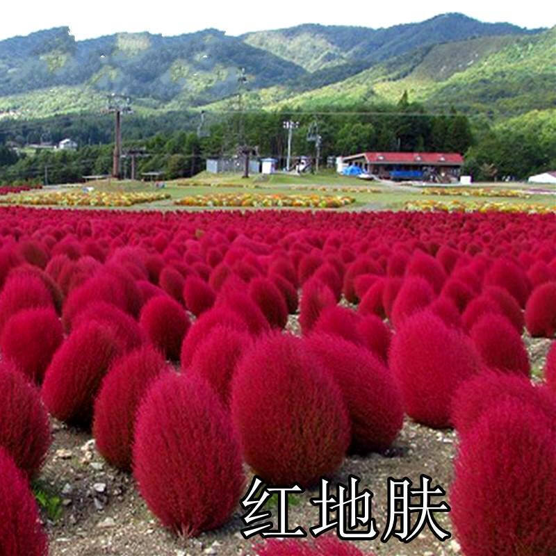 元冬红叶地肤种孔雀松地彩色地被绿叶地肤种籽扫帚种子 红叶地肤100粒