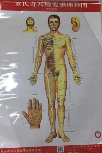 董氏奇穴精要整理挂图 王敏